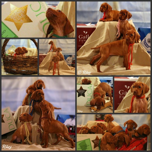 Dog Vizsla Pups Collage Photos by Kathleen Riley
